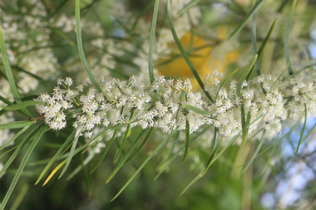 Asparagus falcatus L.